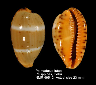 Palmadusta lutea.jpg - Palmadusta lutea(Gmelin,1791)